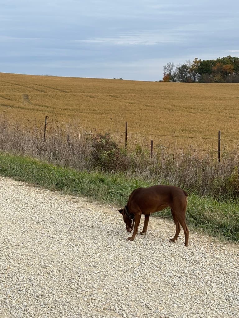 Dog on gravel road